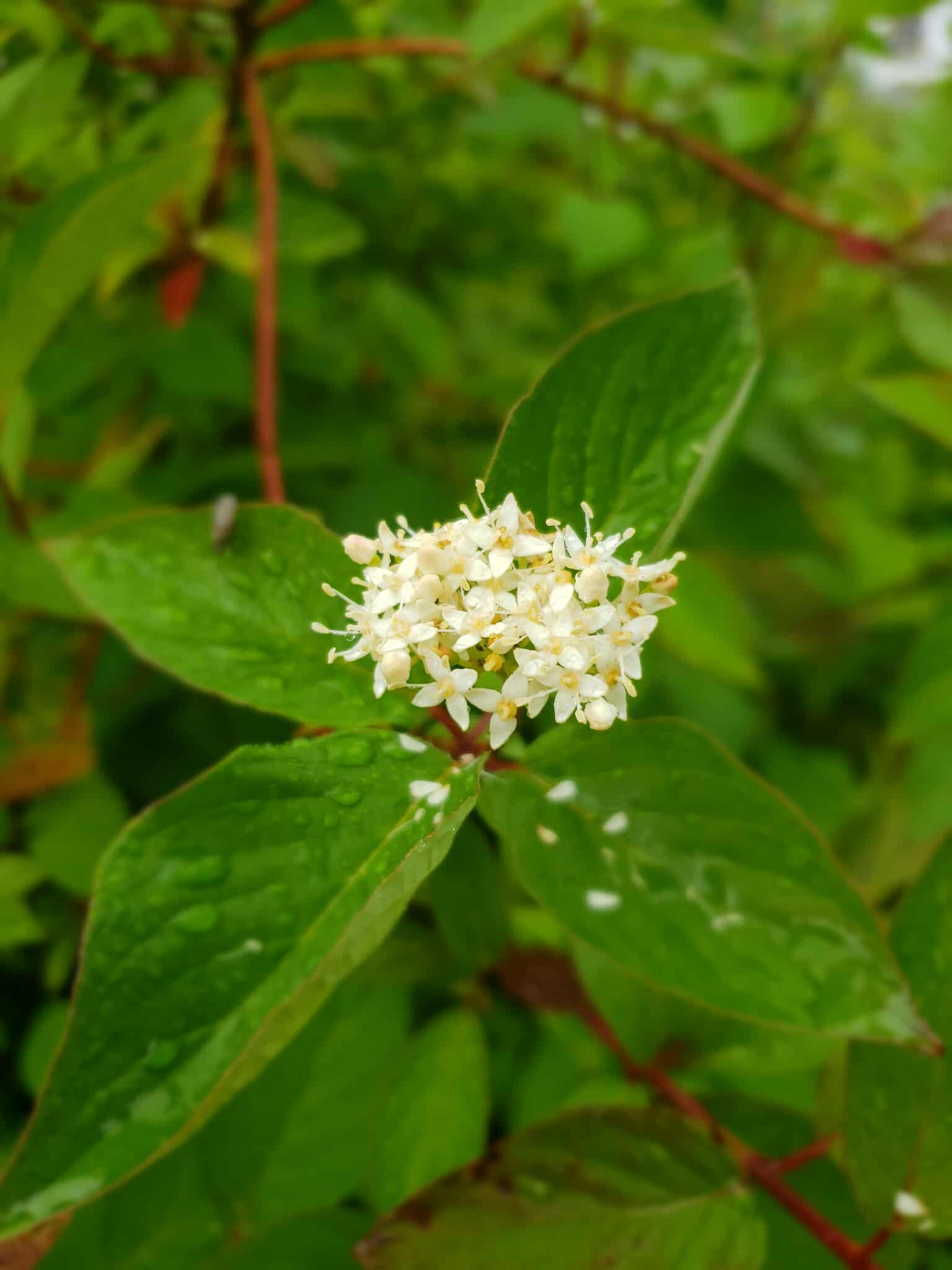Red Osier Dogwood1